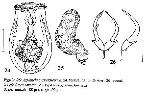 José De Paggi, S (2002): Rotifera. Volume 6: Asplanchnidae, Gastropodidae, Lindiidae, Microcodidae, Synchaetidae, Trochosphaeridae and Filinia. 18 